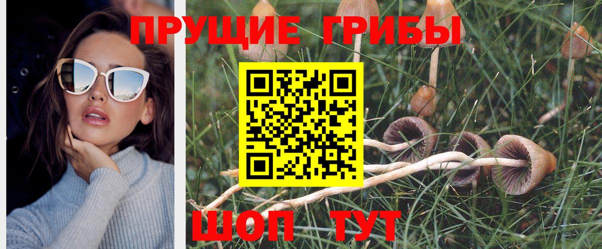 Псилоцибиновые грибы ЛСД  купить наркотик  Тайшет  Вход с VPN 